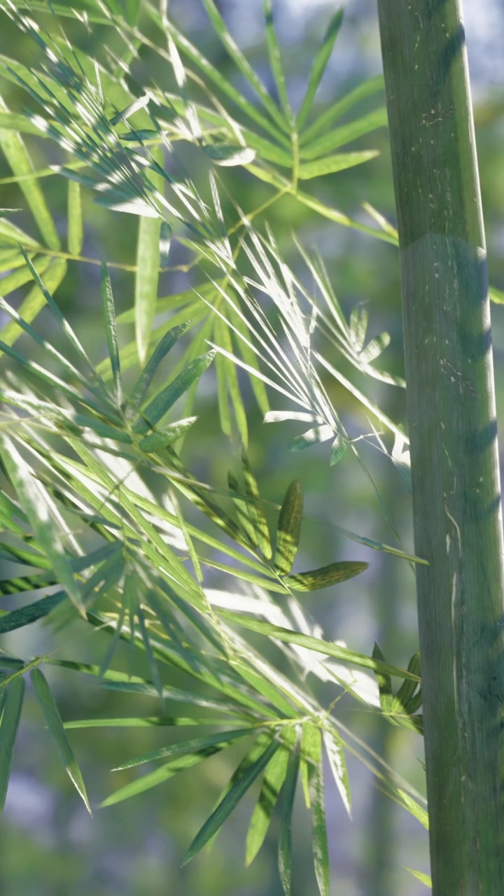 Foglie e fusti di bambù che ondeggiano sotto una luce solare delicata durante un pomeriggio soleggiato.