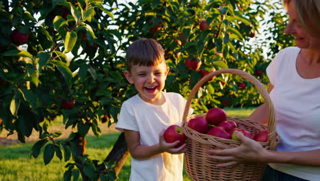 a young boy and adult picking fresh apples in an orchard