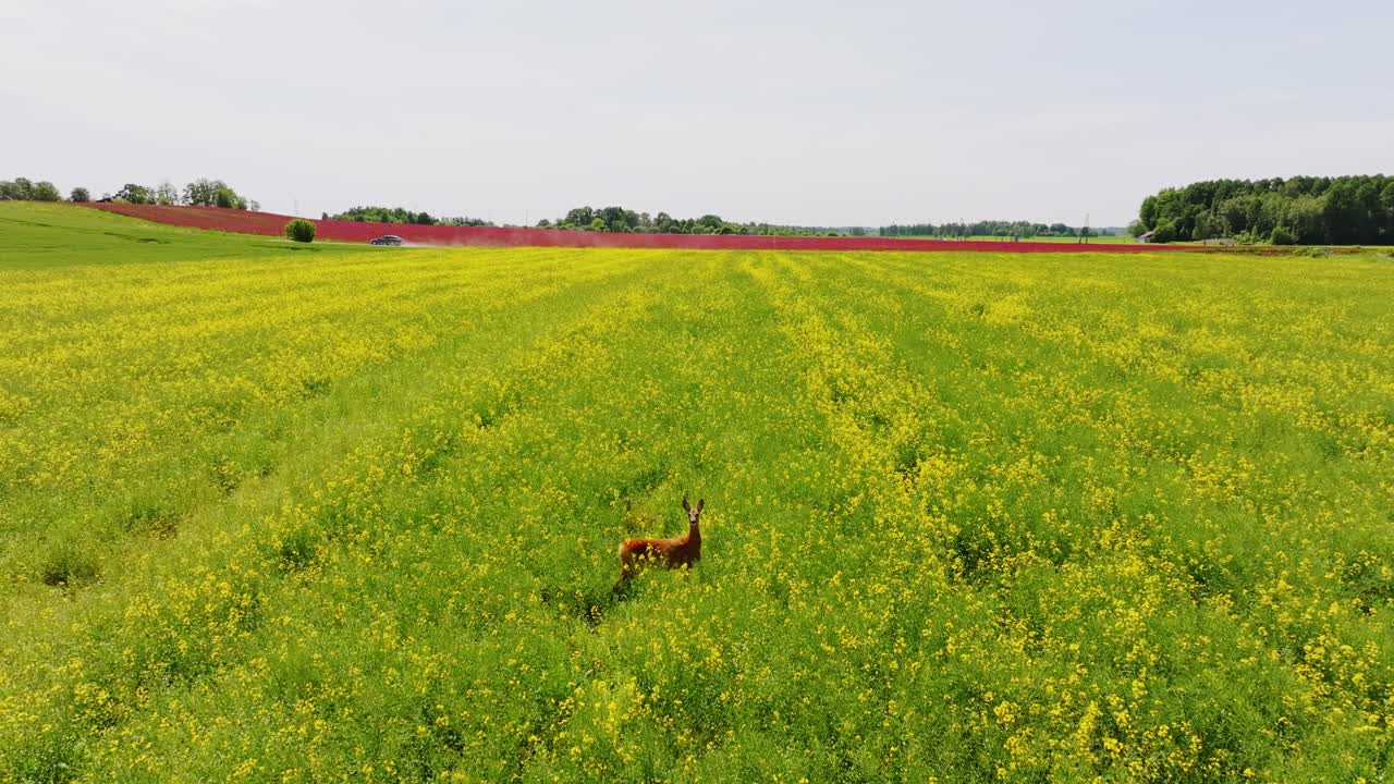 Deer looks at drone in yellow flower field, red clover far behind, slow motion