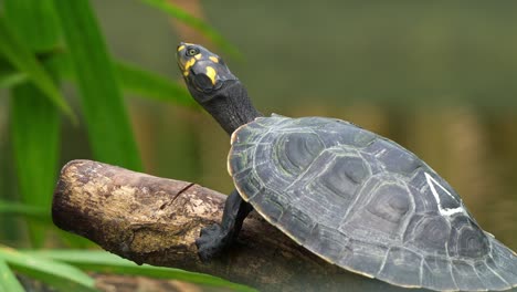 Eine-Junge-Gelbfleckige-Flussschildkröte,-Podocnemis-Unifilis,-Sonnt-Sich-Auf-Einem-Baumstamm-Am-See-Im-Sonnenlicht,-Nahaufnahme,-Die-Eine-Gefährdete-Reptilienart-Beim-Augenzwinkern-Einfängt