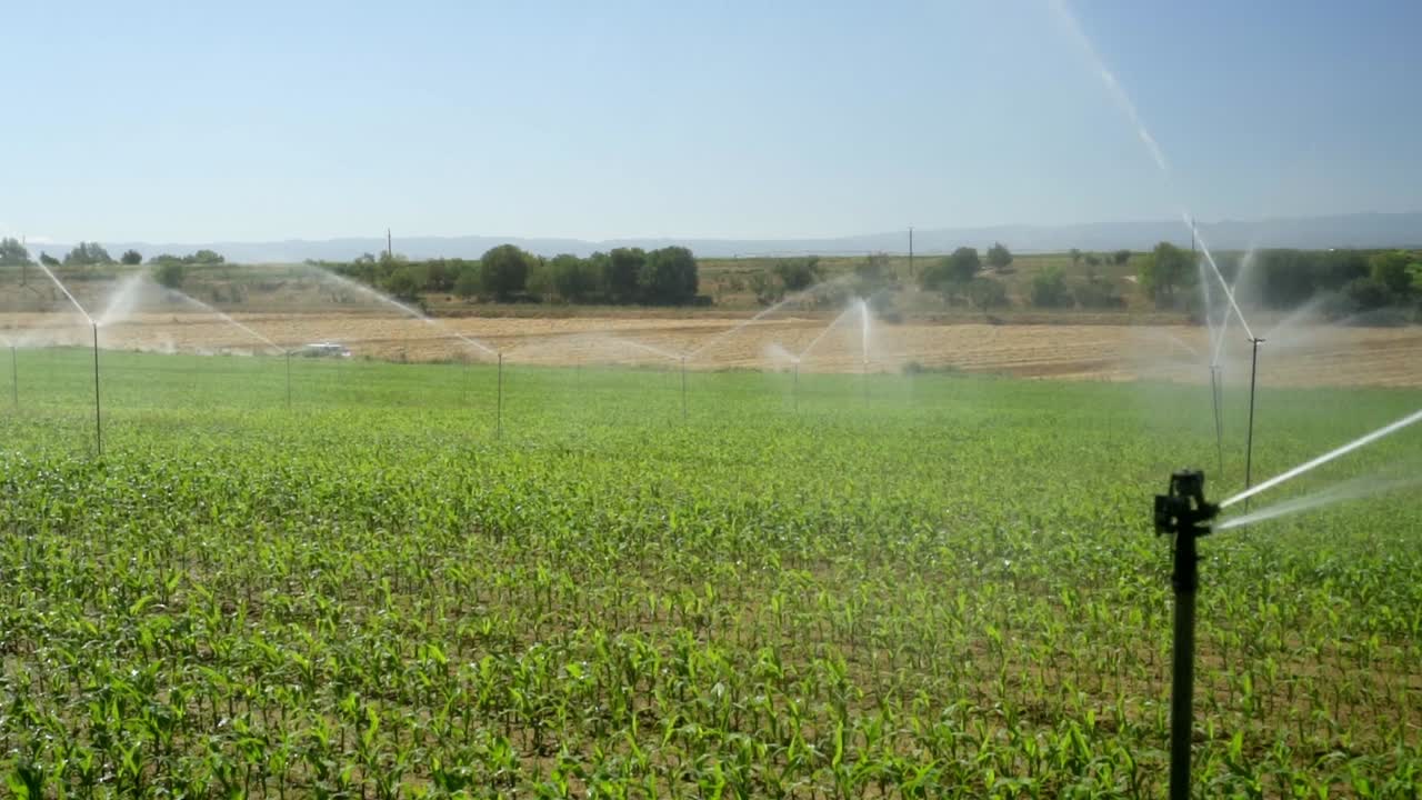 sistema de riego por aspersión que funciona a cámara lenta salpicando agua sobre el cultivo de maíz