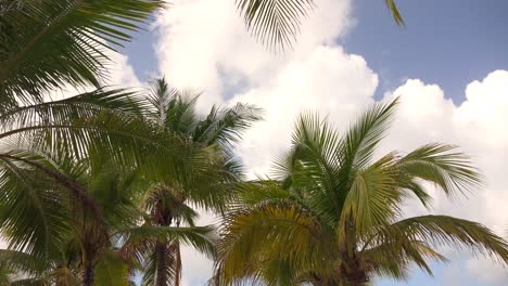 Palm trees in front of blue sky with clouds