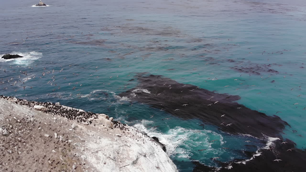 새 떼가 태평양의 거대한 바위 위로 날아간다