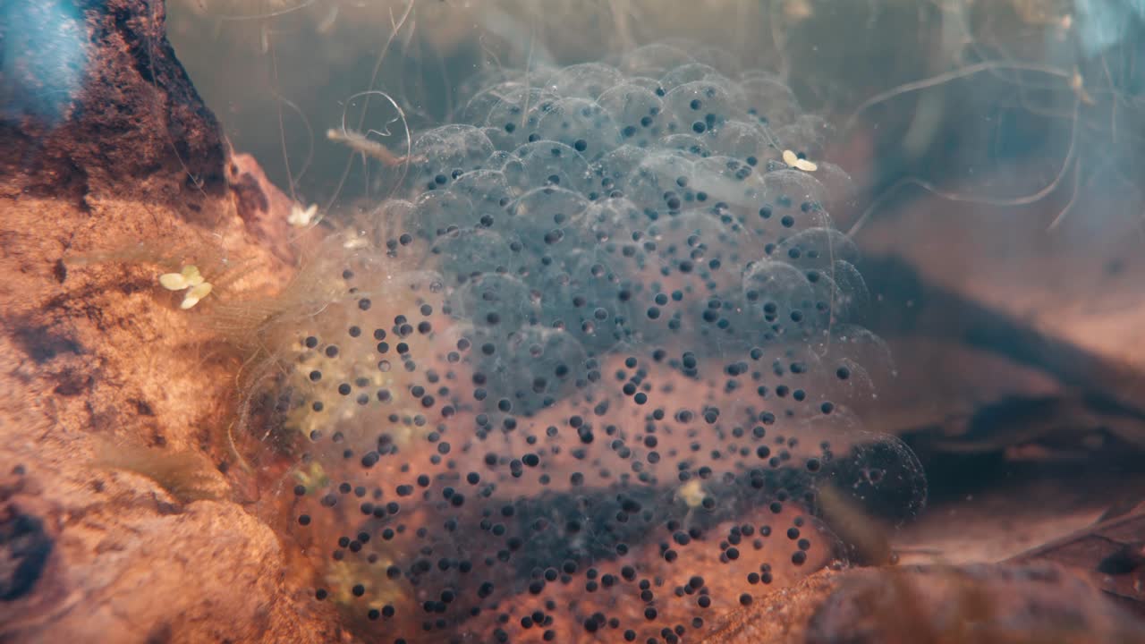 Grande ammasso di uova di rana attaccato a una roccia sommersa, che ondeggia delicatamente con la corrente dell'acqua in un habitat naturale di acqua dolce