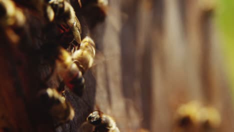 Close-up-of-honey-bee-frames-covered-with-bees