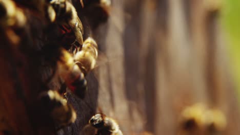 Primer-Plano-De-Marcos-De-Abejas-Cubiertos-De-Abejas.