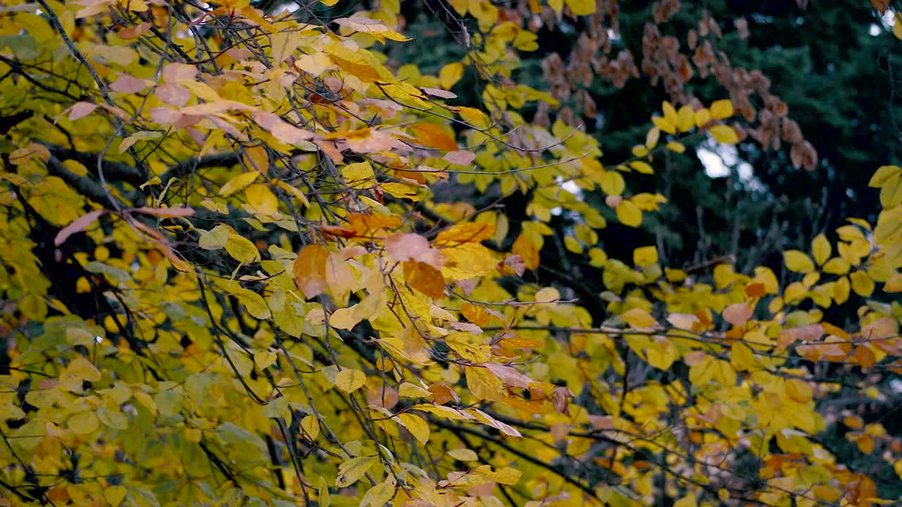 추운 가을 바람이 춥고 축축한 오후에 공원에 있는 다채로운 노란 나뭇잎을 움직이고 있습니다.