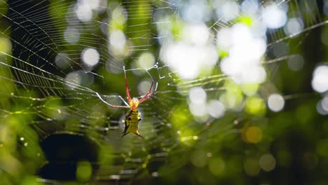 colorful orb weaver spider set right between its web with a view of the out of focus forest behind , circular reveal on gimbal