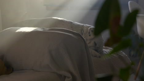 white boxer dog trying to sleep on couch lit by sunshine, static view