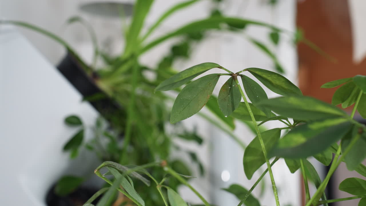 Indoor close up of vibrant plant leaf bathed in natural light and speckled with delicate snow crystals against softly blurred interior background revealing shimmering moisture droplets