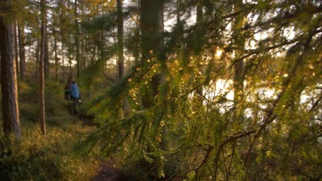 sun rays through pine wood tree with evening golden sun
