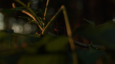 close up shot of a small harvestman sitting on a branch in a dark forest