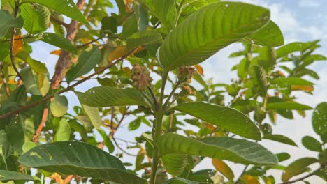 closeup of guava flower and small fruit, it is a tropical fruit, native to mexico and central america