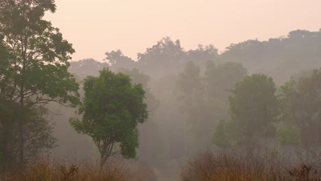 Forest-and-Mountains-during-summer