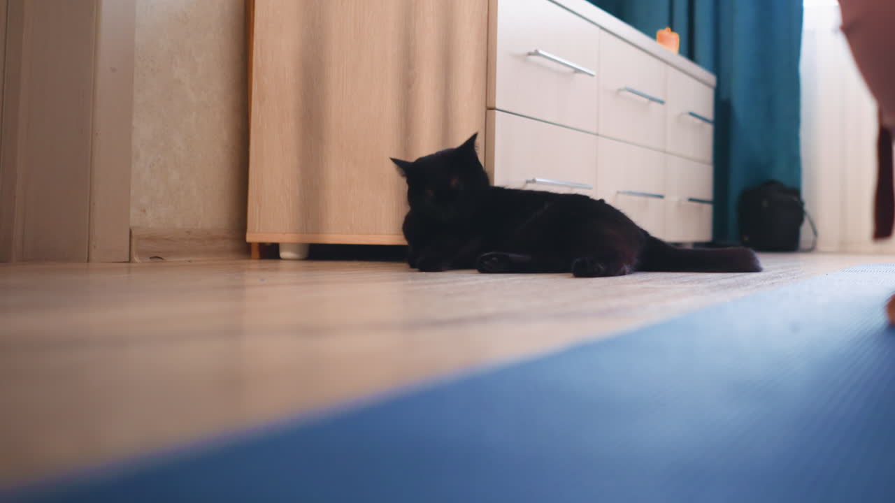 Chill Feline Scene, Relaxed Black Cat By Furniture, Serene Black Feline Reclines Beside Wardrobe In Sunshine, Mellow Black Cat Relaxes On Ground Near Dresser During Quiet Afternoon At Home