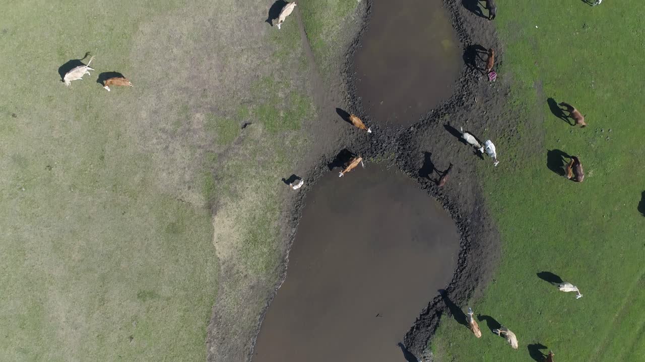 호수 의 공중 야생동물