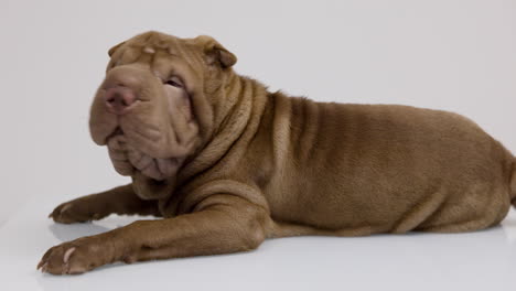 shar pei dog puppy lying down against white background