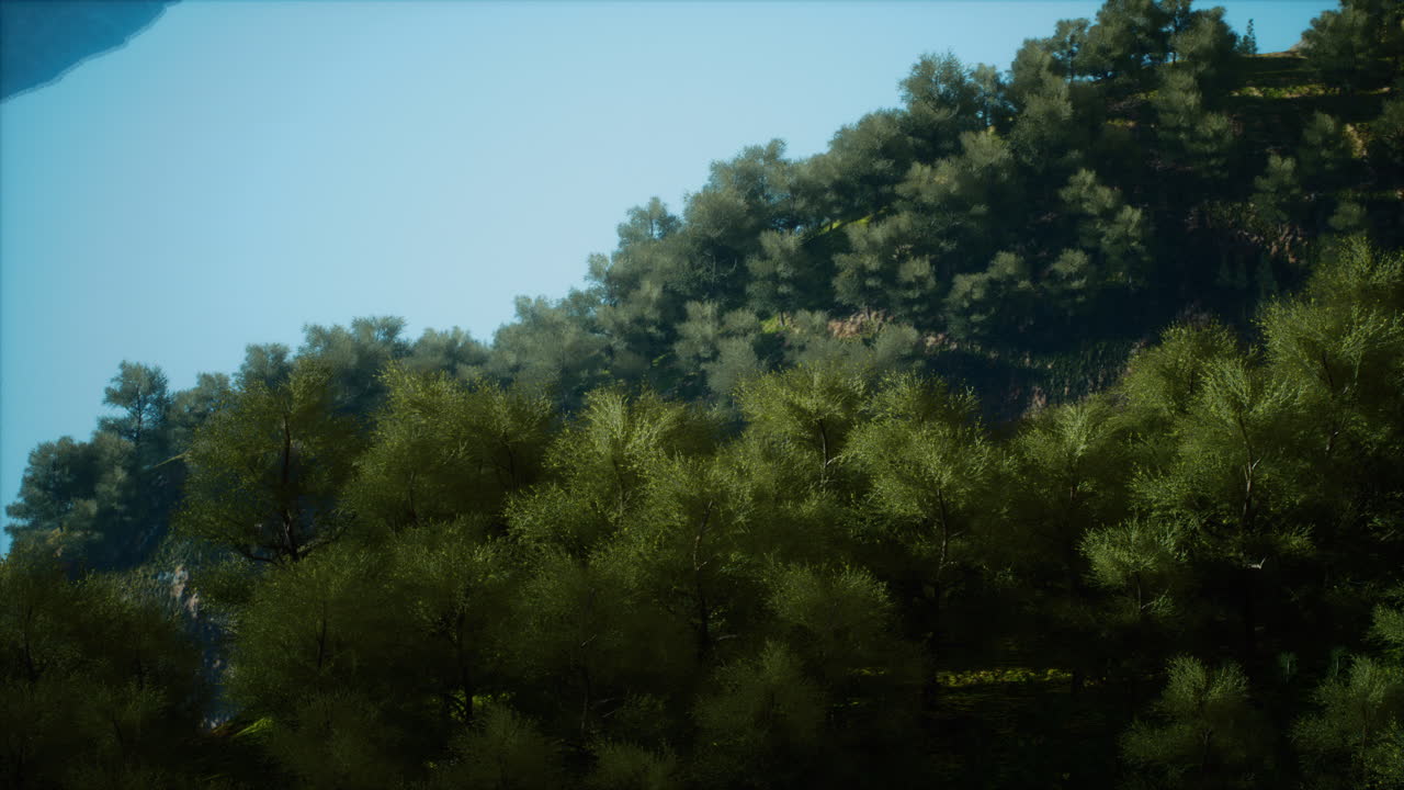 una vista aérea de la selva tropical en la mañana brumosa