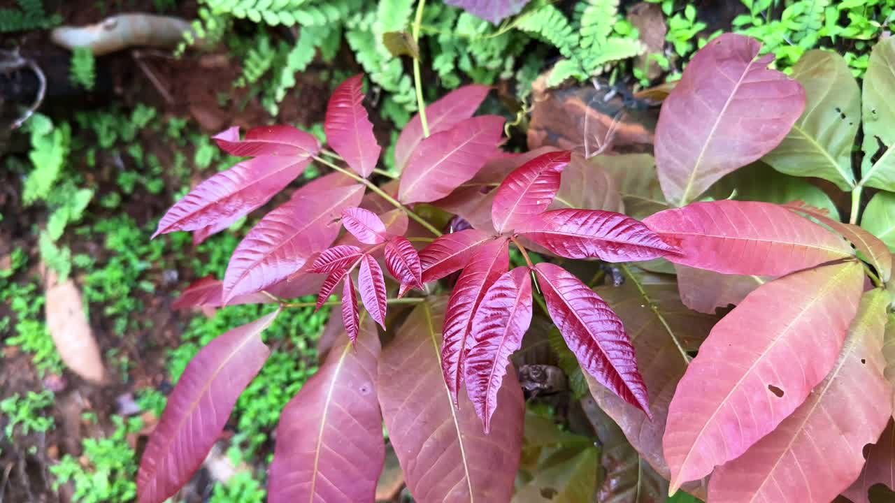 Closeup of The appearance of new leaves after the first rain, he air becomes richer in nitrogen after a rainfall, contributing to the greener appearance of plants