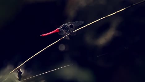 Crimson-tailed-Marsh-Hawk-perched-on-a-swaying-twig-with-the-ambient-motion-of-flowing-water-in-the-background