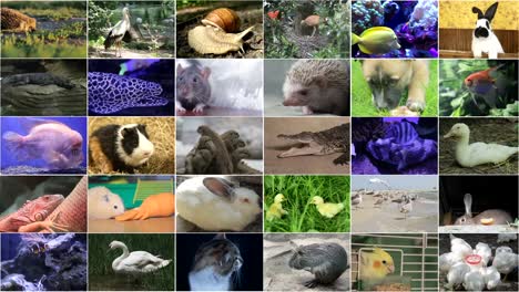 video editing of wildlife footage, many videos of different animals and birds, full hd collage