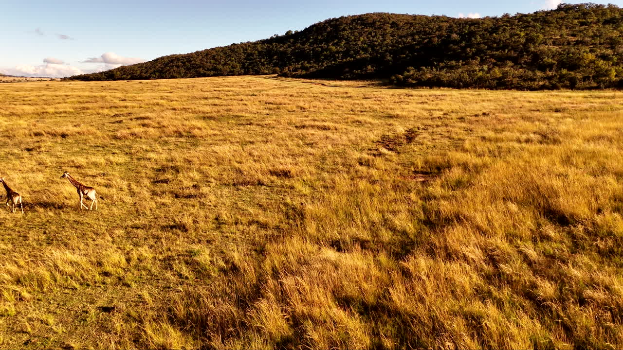 Giraffes walking in open golden grass savannah close to sunset, aerial