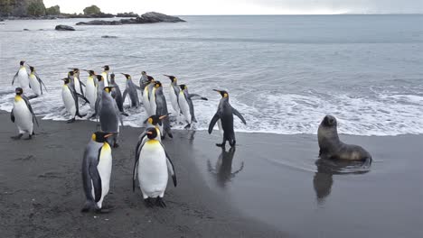 king penguins exiting the surf and an antarctic fur seals at gold harbor on south georgia