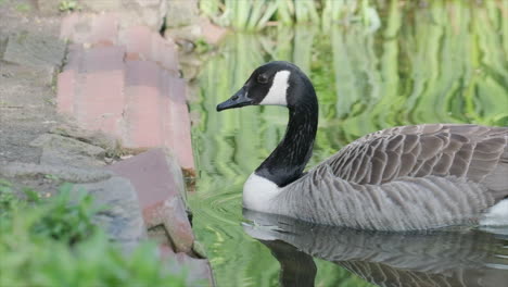 Canada-goose-getting-out-of-the-water-in-slow-motion