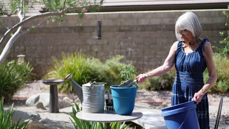 Una-Bella-Jardinera-Anciana-Plantando-Una-Planta-De-Tomate-Orgánico-En-Tierra-Fresca-Y-Rica-En-Nutrientes-Para-Su-Huerto