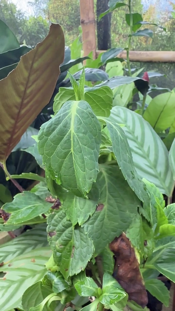 Fogliame verde fresco di pianta con goccioline d'acqua