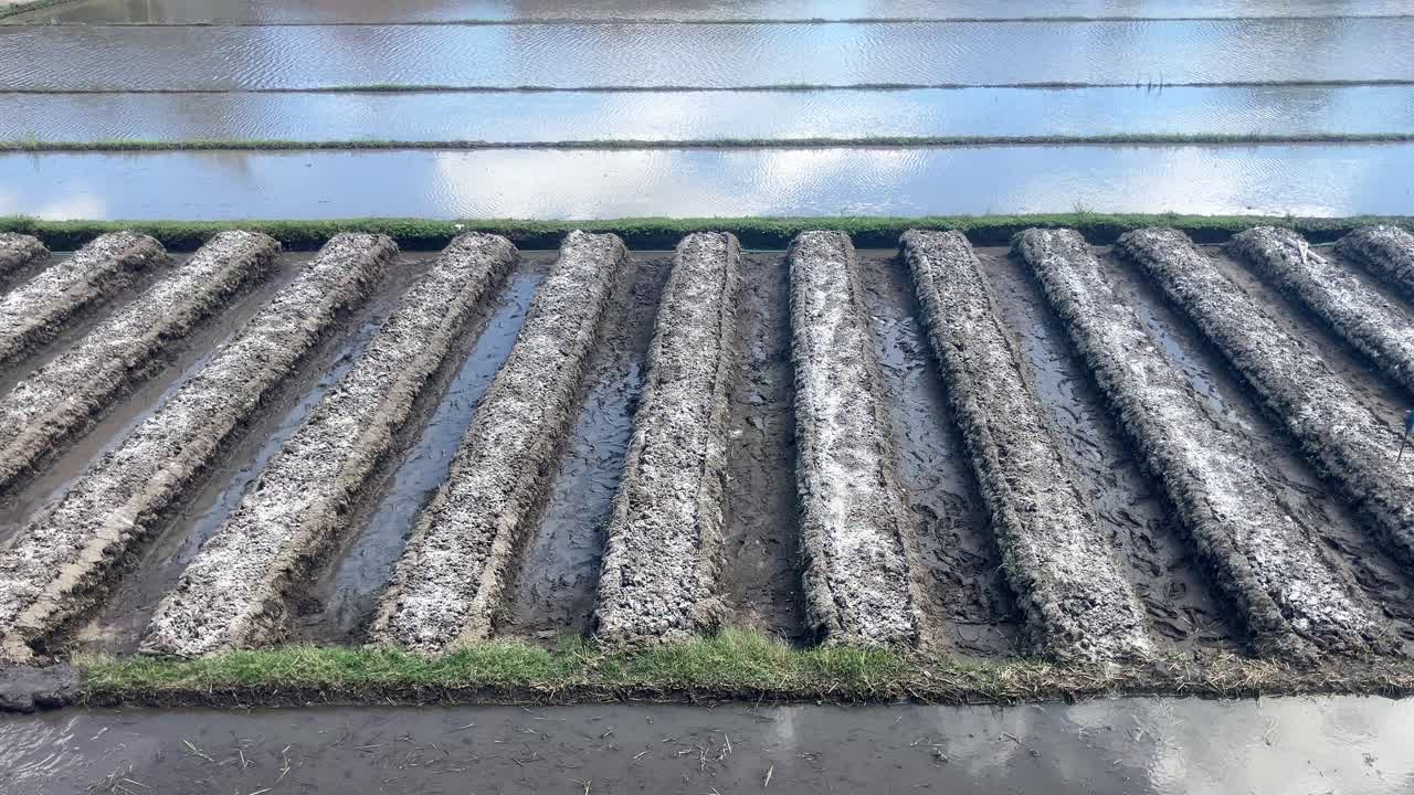 video footage of rice fields in the process of being prepared for planting rice and chilies