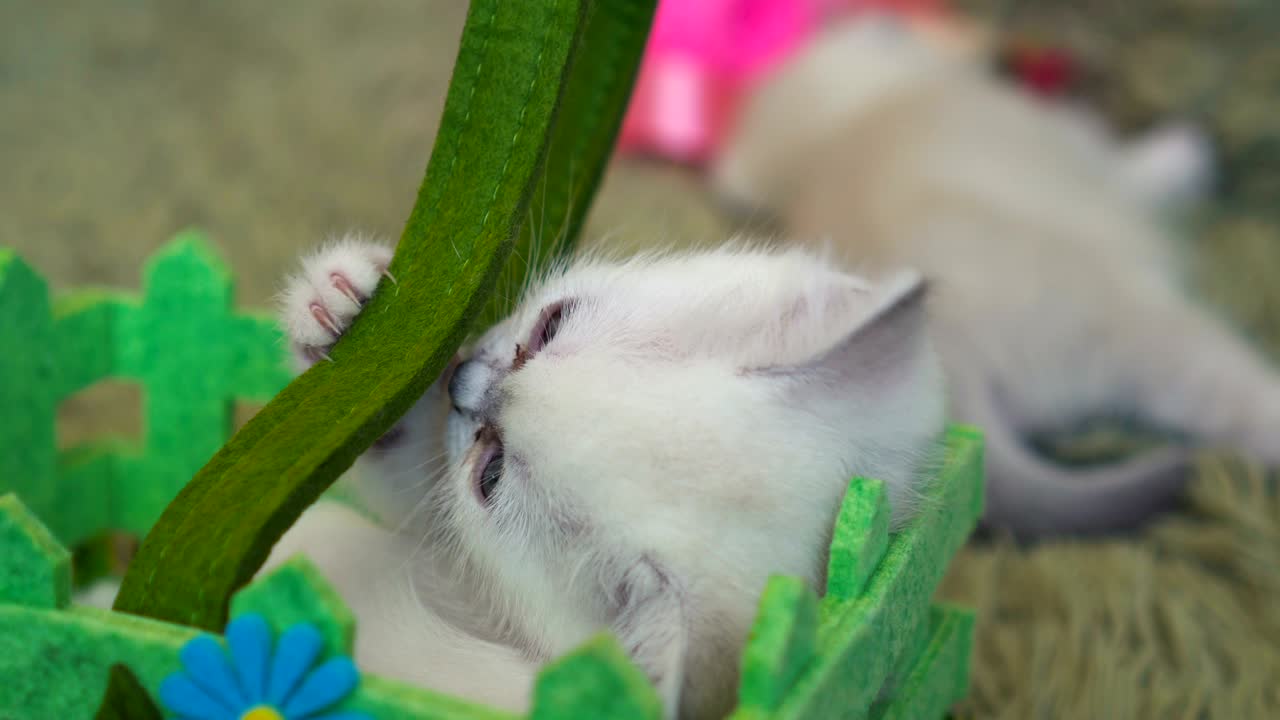 백색 새끼 고양이가 바구니에서 휴식을 취하고 있습니다.