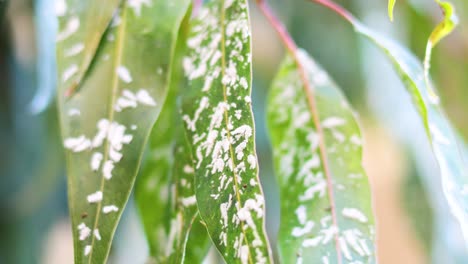 close-up of aphids on eucalyptus leaves in melbourne