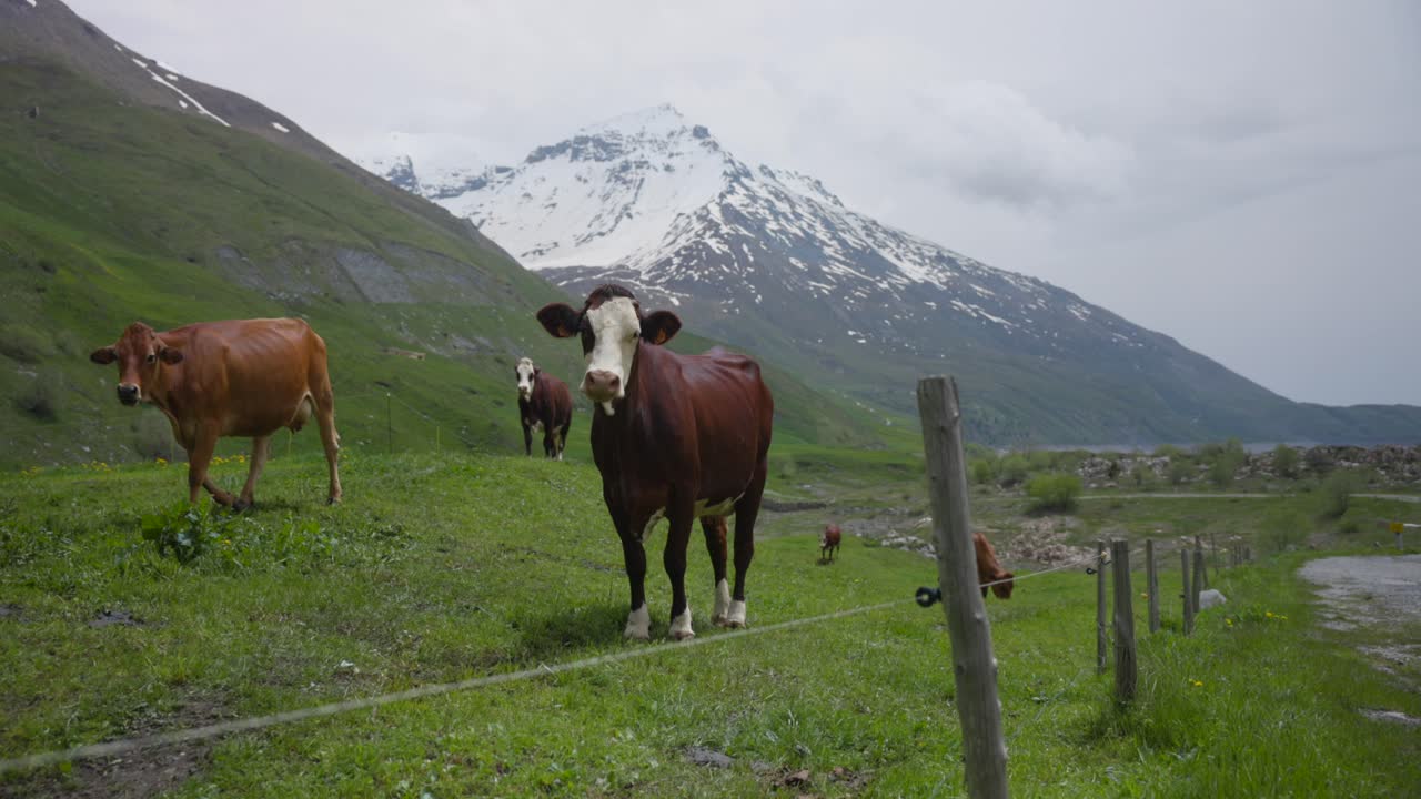 vacas pastando en un pasto de montaña