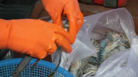 worker processing peeling river prawn shell by hand in thailand street market