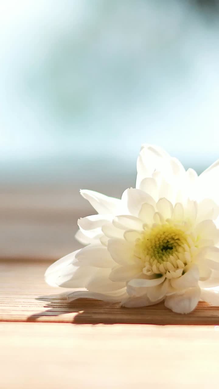 Fiore di crisantemo posato su un tavolo di legno