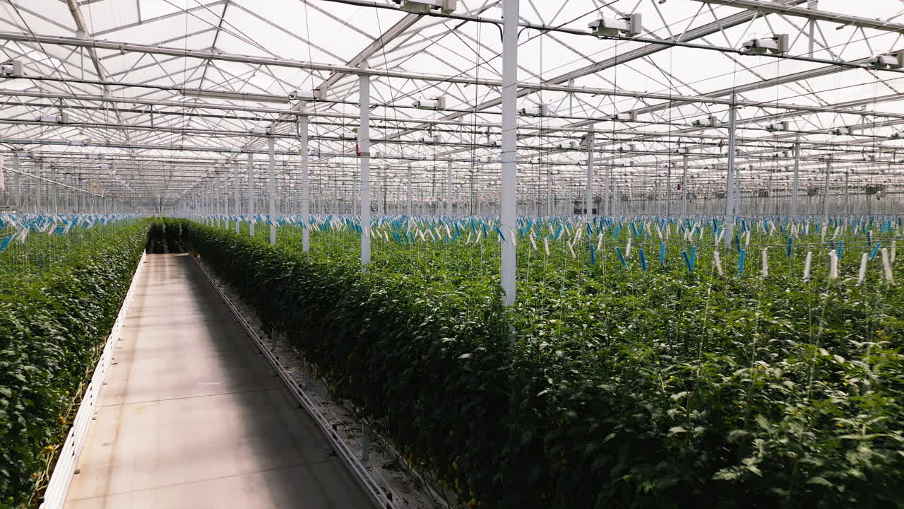 토마토 재배를 위한 현대적인 끝없는 온실, 모션 뷰