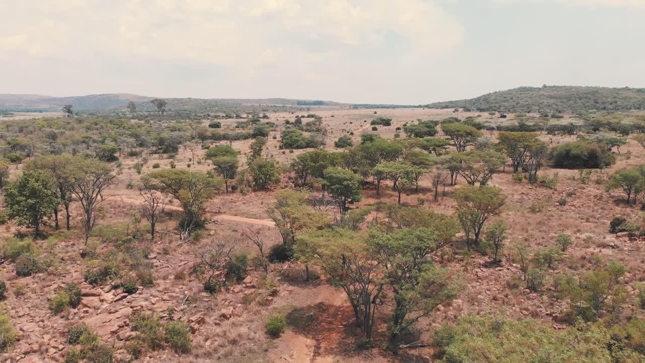 Strada sterrata che si snoda attraverso boschetti di acacia nella savana africana, ripresa con drone