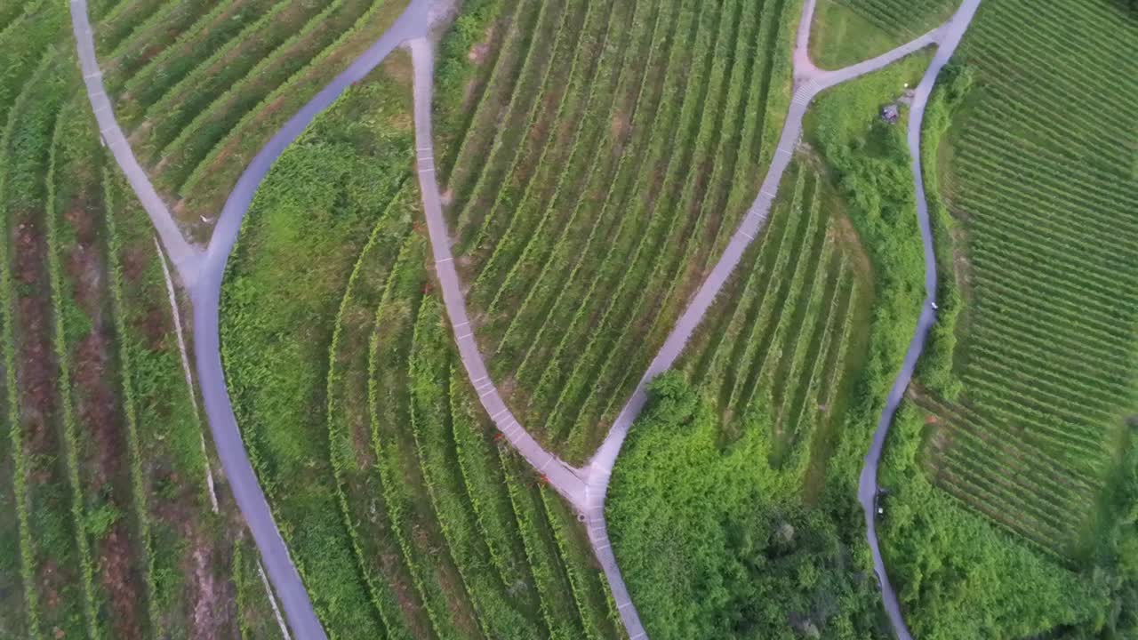Rotating overhead shot of grape vine field with foot paths in Schriesheim Germany