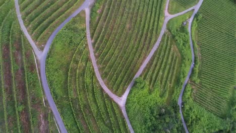 fotografía cenital giratoria del campo de la vid de uva con senderos en schriesheim, alemania