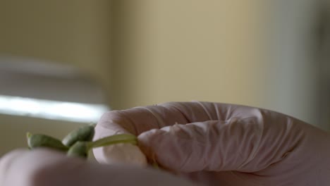 closeup-hand-holding-soya-seedlings,-soybean-cultivation,-farming-soy,-cinematic-close-up-shot,-handling-seedling-and-repotting,-bokeh-background,-cultivating-and-repot-the-young-tiny-soy-plant