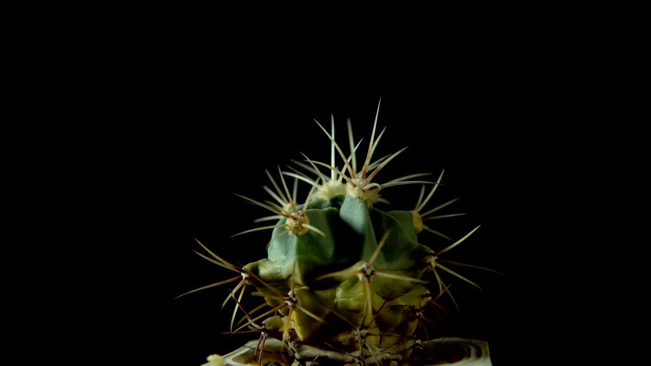 Green cactus with sharp needles rotates on dark background.