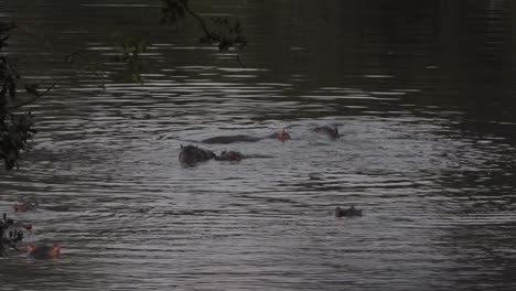 Hinchazón-De-Hipopótamos-Sumergidos-En-Agua-En-El-Parque-Nacional-Kruger-En-Sudáfrica