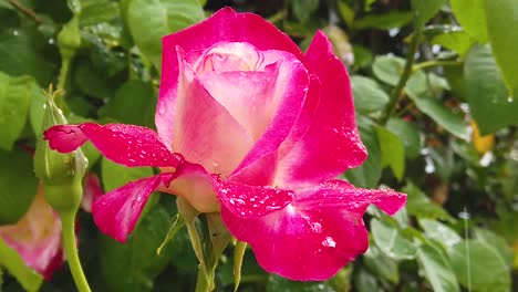 Zeitlupenaufnahmen-Von-Regentropfen,-Die-Auf-Eine-Einzelne-Rose-Fallen