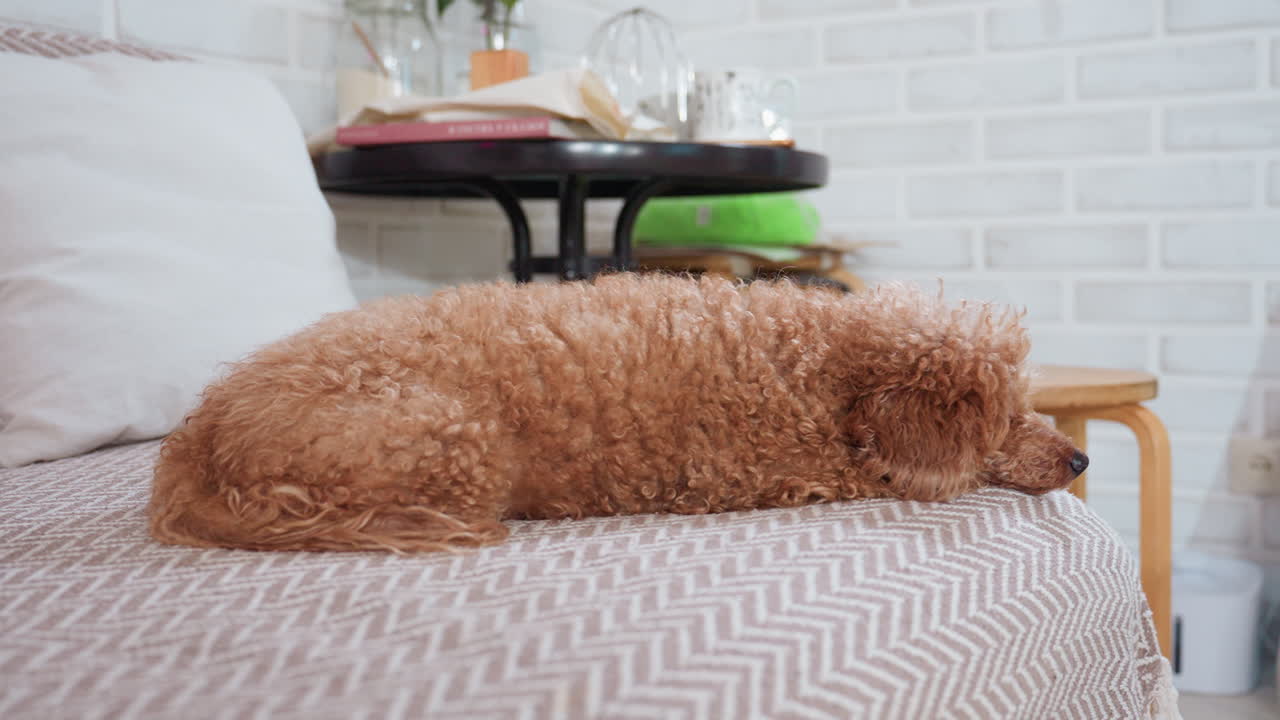 Little brown puppy peacefully resting on cozy couch in bright modern room with soft lighting and decorative items on round table in background