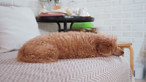 little brown puppy peacefully resting on cozy couch in bright modern room with soft lighting and decorative items on round table in background