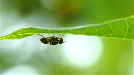 wasp (polistes nipponensis saussure) under leaves