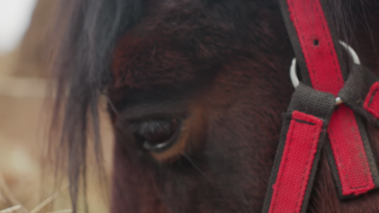 primer plano del ojo de una yegua alazana y cabestro rojo cerca del heno, retrato íntimo de establo con detalle de correa de cuero y acción tranquila de pastoreo, escena rústica de granero que sugiere el cuidado diario y el papel del caballo de trabajo enjaezado