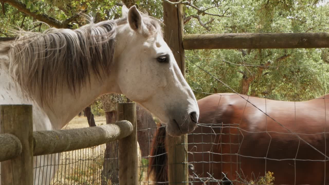 Bellissimi cavalli in fattoria, recinto del ranch in legno, cavallo bianco e marrone