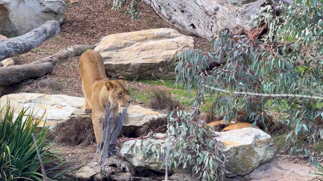 Seekor Singa Betina Berjalan Melintasi Habitat Berbatu dengan Batang Kayu dan Tanaman Hijau di Dubbo, Australia